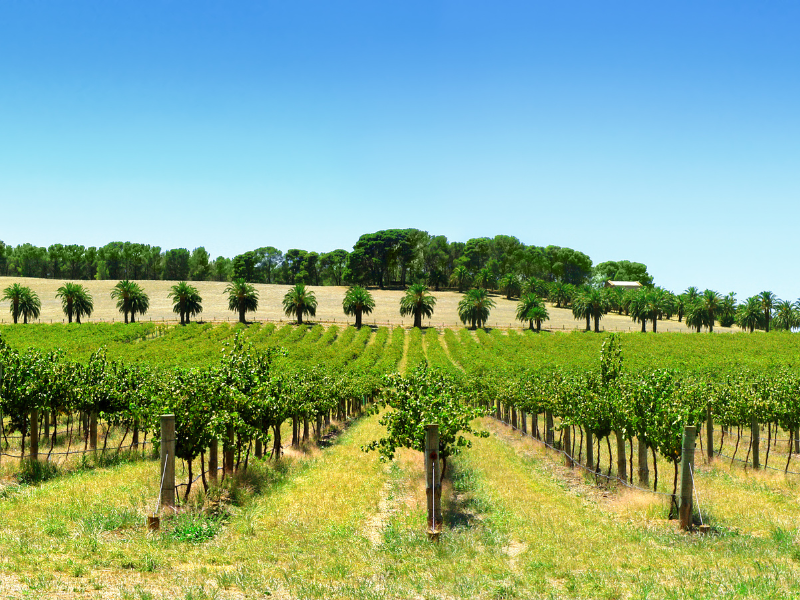 Complete Tour of South Australia — 7